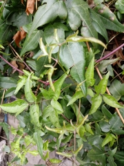 Clematis bonariensis