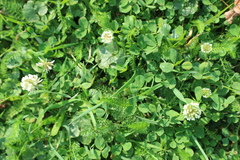 Trifolium repens