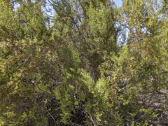 Larrea tridentata