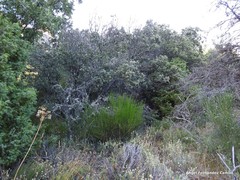Armeria arenaria
