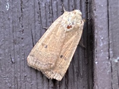 Abagrotis orbis