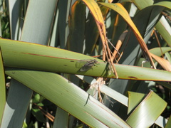 Kikihia southwestlandica