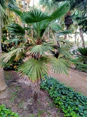 Trachycarpus fortunei