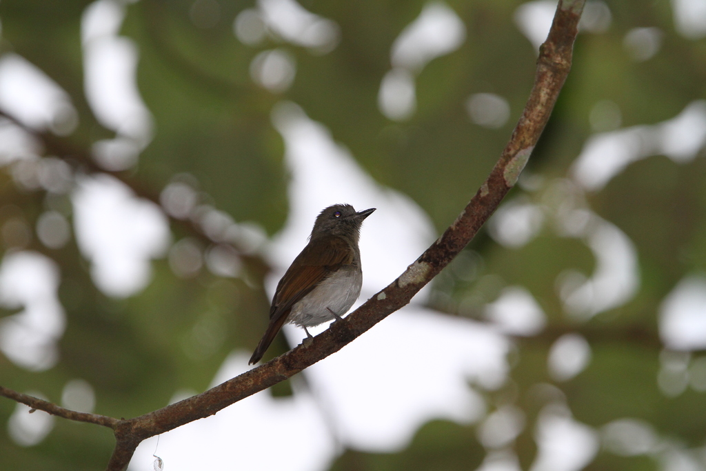 Sumba Jungle Flycatcher photo