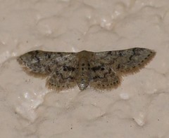 Idaea pervertipennis