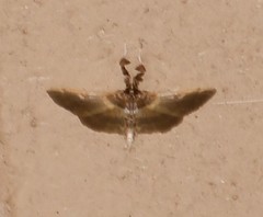 Apilocrocis brumalis