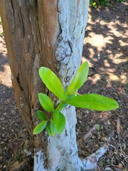 Pimenta racemosa grisea