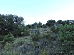 Lavandula pedunculata