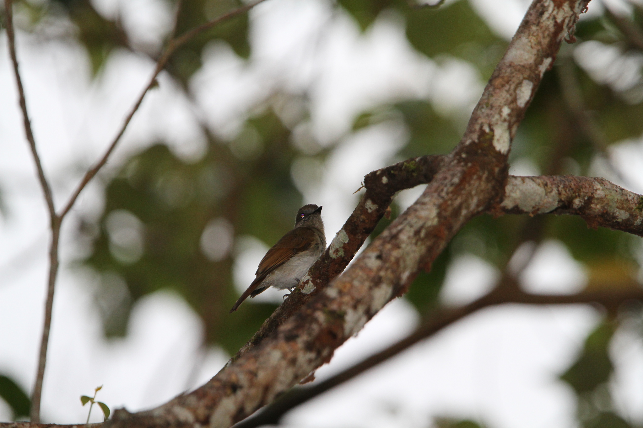 Sumba Jungle Flycatcher illustration