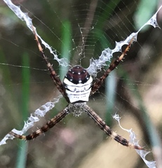 Argiope vietnamensis