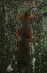 Sciurus vulgaris