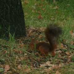 Sciurus vulgaris
