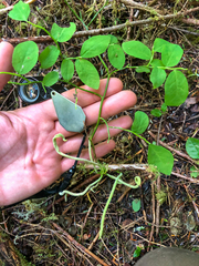 Exobasidium parvifolii