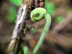 Exobasidium parvifolii