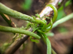 Exobasidium parvifolii