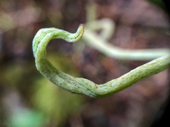 Exobasidium parvifolii