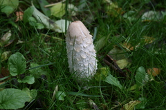 Coprinus comatus