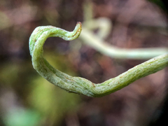 Exobasidium parvifolii