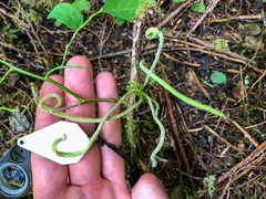 Exobasidium parvifolii