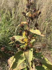 Inula racemosa