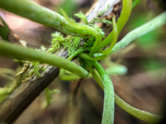 Exobasidium parvifolii