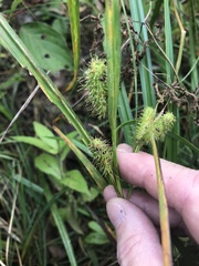 Carex frankii