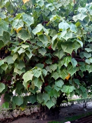 Dombeya × cayeuxii