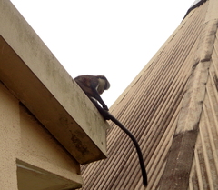 Cercopithecus mona