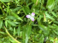 Murdannia keisak