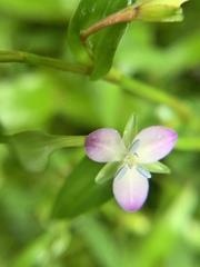 Murdannia keisak