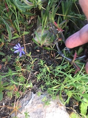 Felicia heterophylla