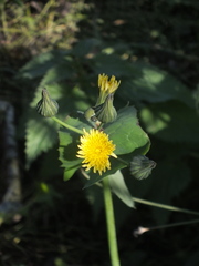 Sonchus oleraceus