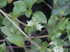 Stellaria media