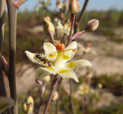 Anticlea elegans glauca