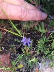 Felicia heterophylla
