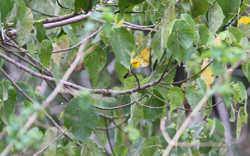Yellow-spectacled Heleia (Heleia wallacei), photo 5