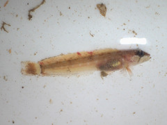 Fourline Snakeblenny photo 2