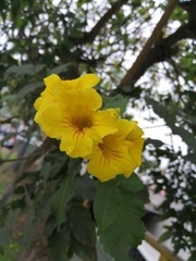 Tecoma stans
