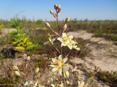 Anticlea elegans glauca