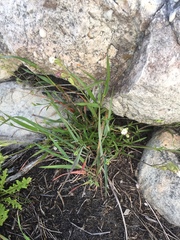 Silene gallica