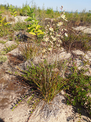 Anticlea elegans glauca