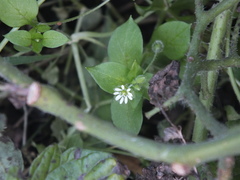 Stellaria media