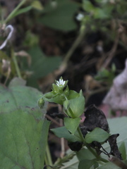 Stellaria media