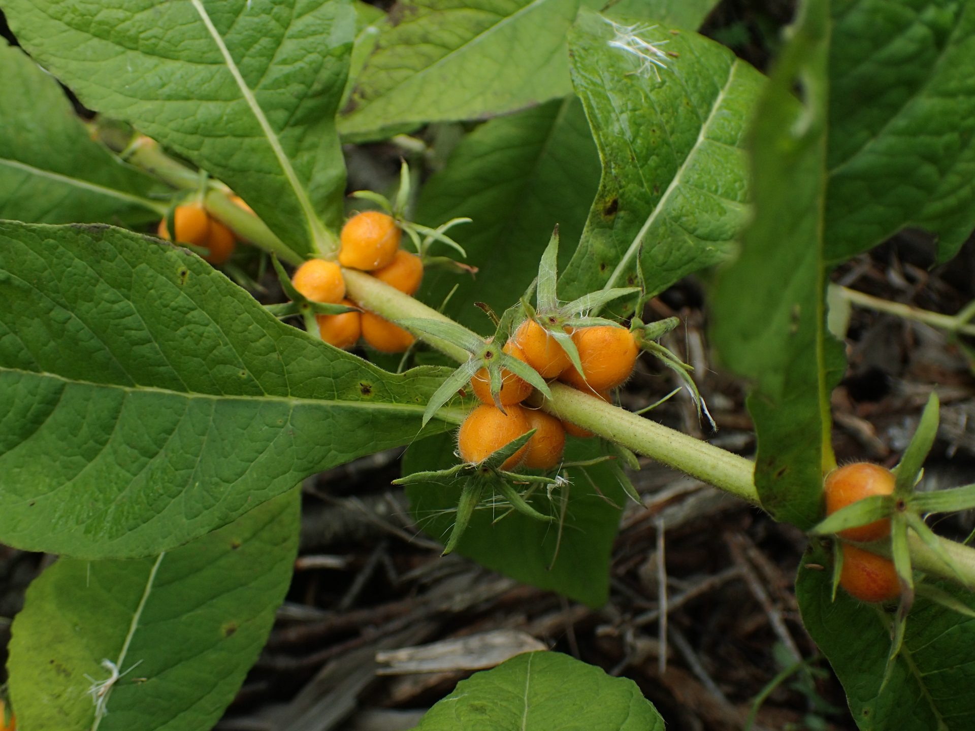 Triosteum aurantiacum