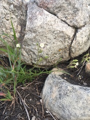 Silene gallica