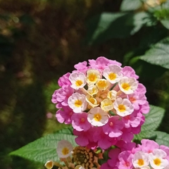 Lantana