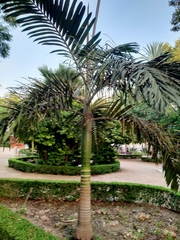 Chambeyronia macrocarpa