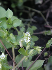 Stellaria media