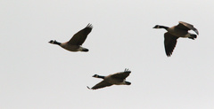 Branta canadensis parvipes