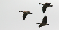 Branta canadensis parvipes